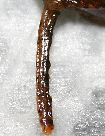 An der Brustflosse befinden sich kleine Spitzen An der Brustflosse befinden sich kleine Spitzen